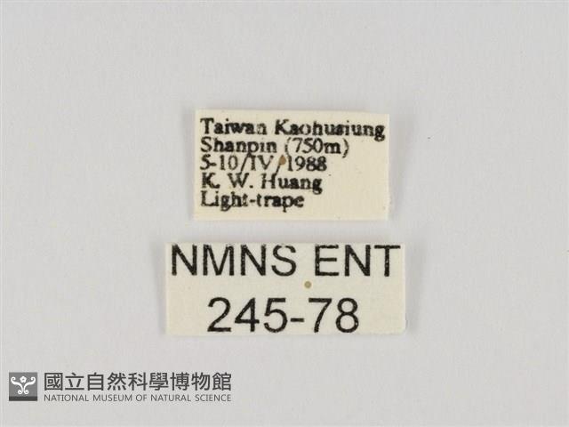 線紋篩蛾藏品圖，第3張