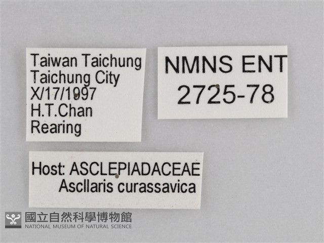 樺斑蝶藏品圖，第3張
