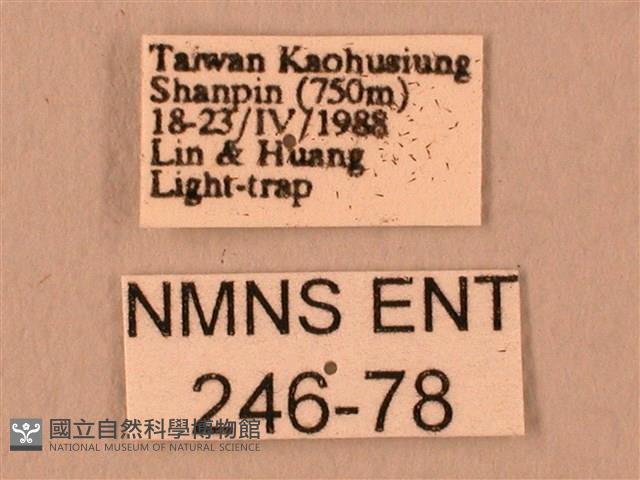 波紋豆天蛾藏品圖，第3張