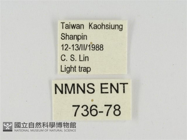線紋篩蛾藏品圖，第3張