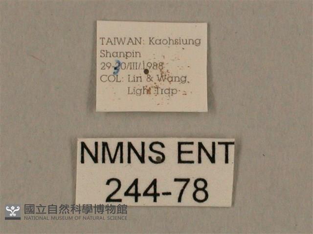 背線天蛾藏品圖，第3張