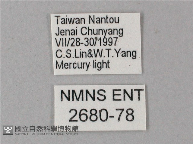 藏斜紋天蛾藏品圖，第3張