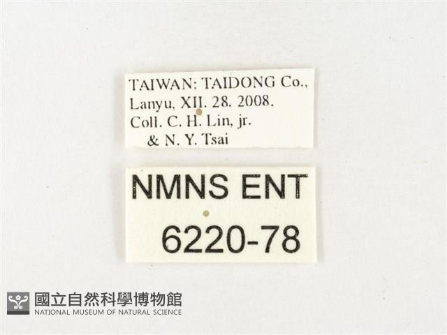 黃裙脈粉蝶藏品圖，第3張