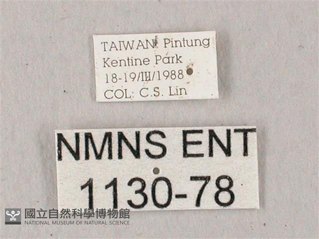 凹緣天蛾藏品圖，第3張