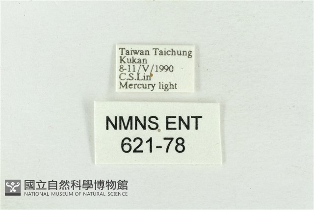 藕太波紋蛾藏品圖，第3張