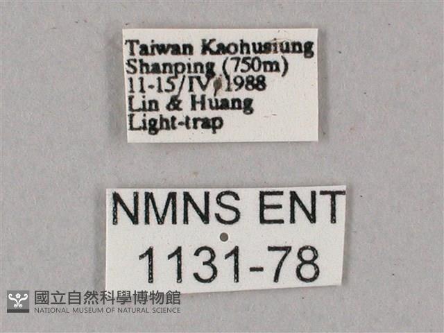 榆綠天蛾藏品圖，第3張