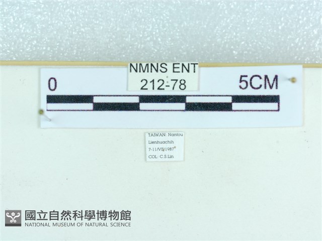 粉蝶燈蛾藏品圖，第3張