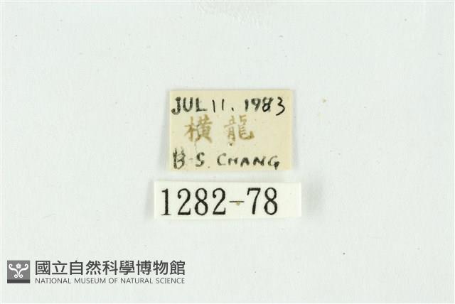 白斑散紋夜蛾藏品圖，第3張