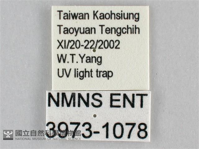 枯葉尺蛾藏品圖，第3張