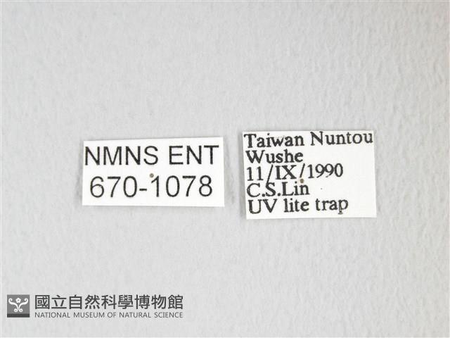 圓翅大鉤蛾藏品圖，第3張