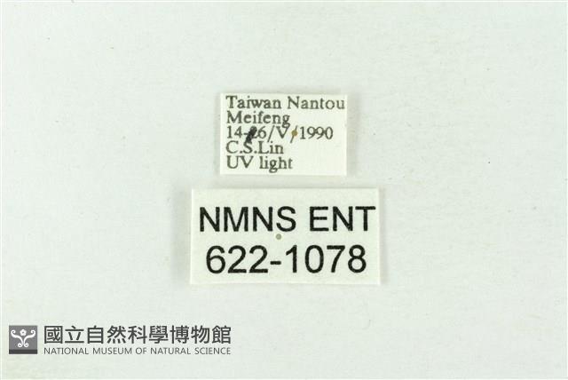 棍棒污燈蛾藏品圖，第3張