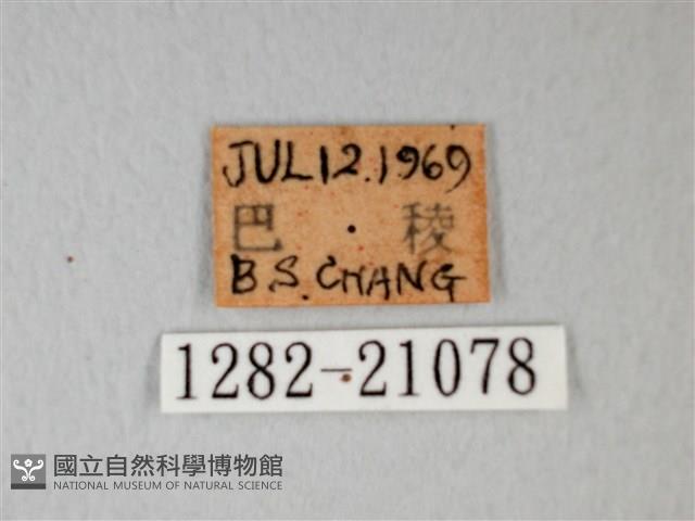 細邊琉灰蝶藏品圖，第3張