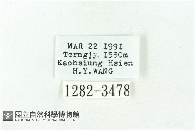 臺雪苔蛾藏品圖，第3張