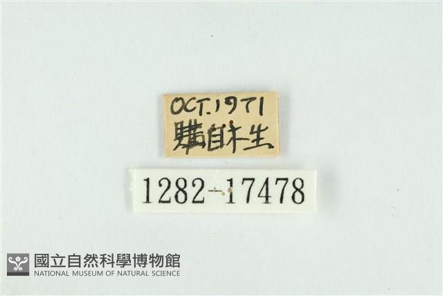 單線翠灰蝶藏品圖，第3張