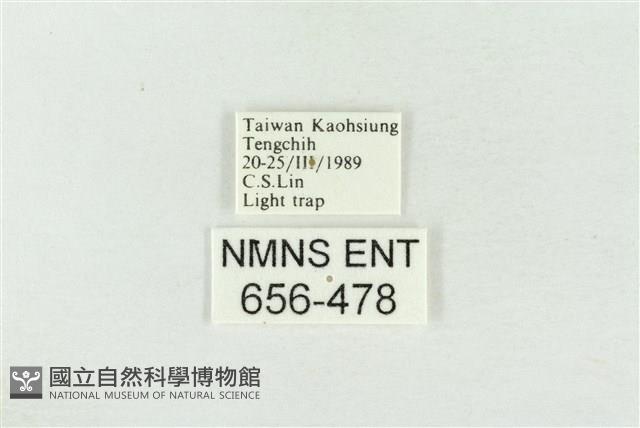 連珠波紋蛾藏品圖，第3張