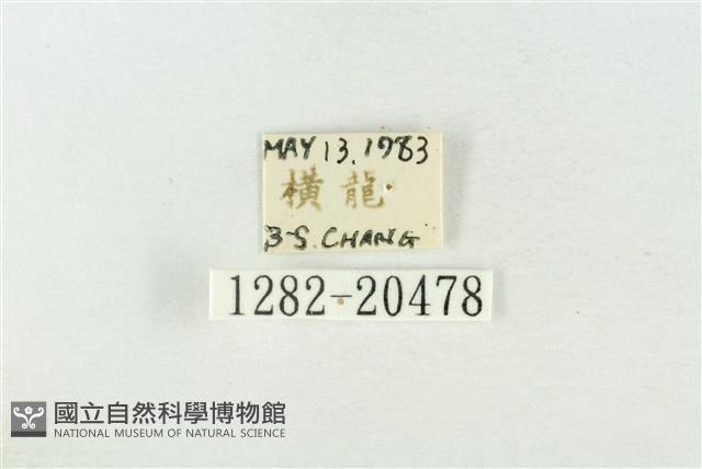 基褐綠刺蛾藏品圖，第3張