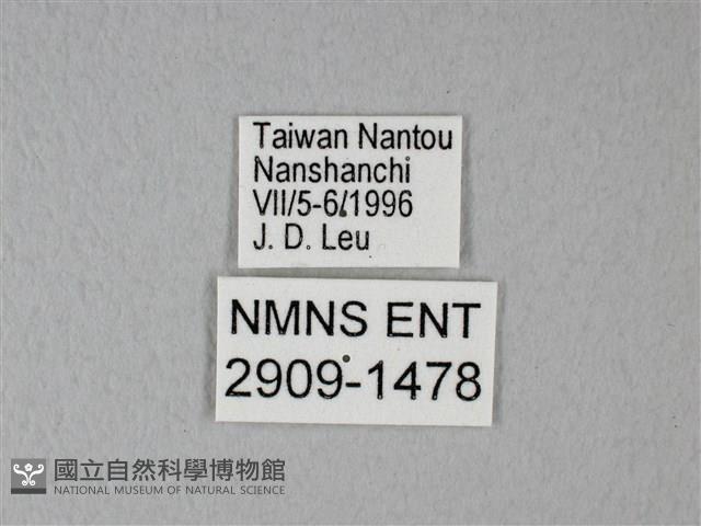 異粉蝶、雌白黃蝶藏品圖，第3張