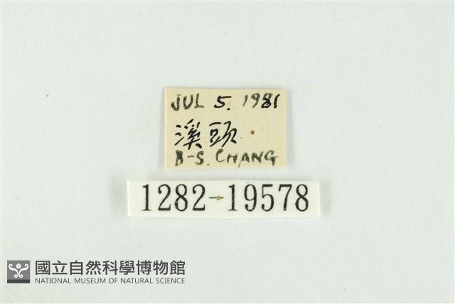 黑翅黃毒蛾藏品圖，第3張