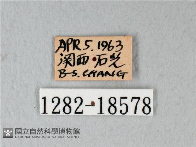 緣點白粉蝶藏品圖，第3張