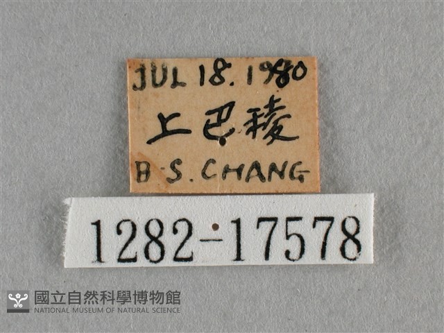 散紋盛蛺蝶藏品圖，第3張