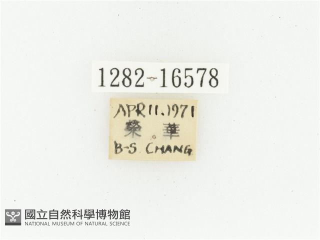 黑斑陷紋金龜藏品圖，第2張