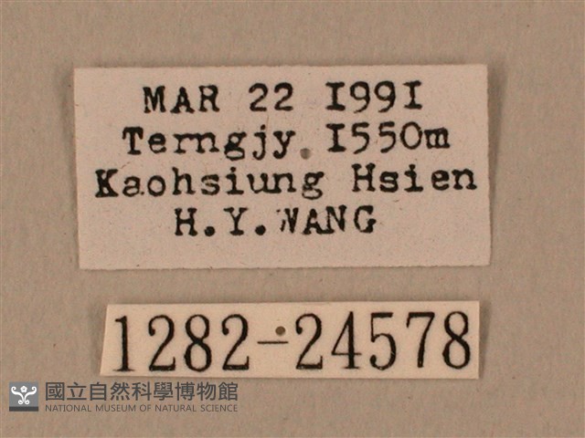 棕綠背線天蛾藏品圖，第3張
