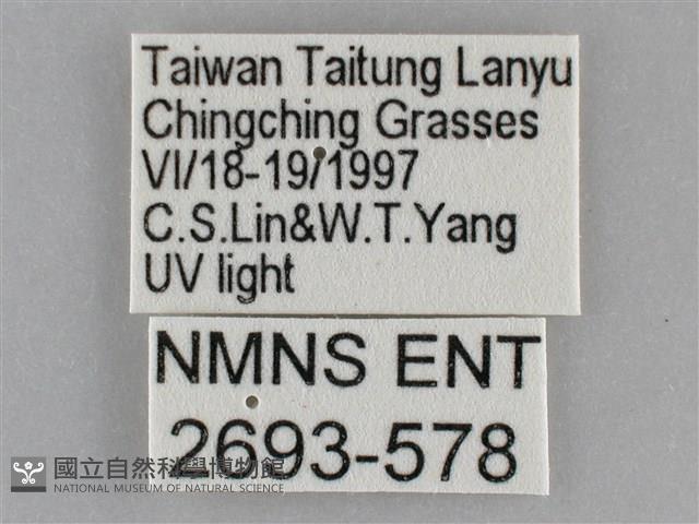 雙黃條天蛾藏品圖，第3張