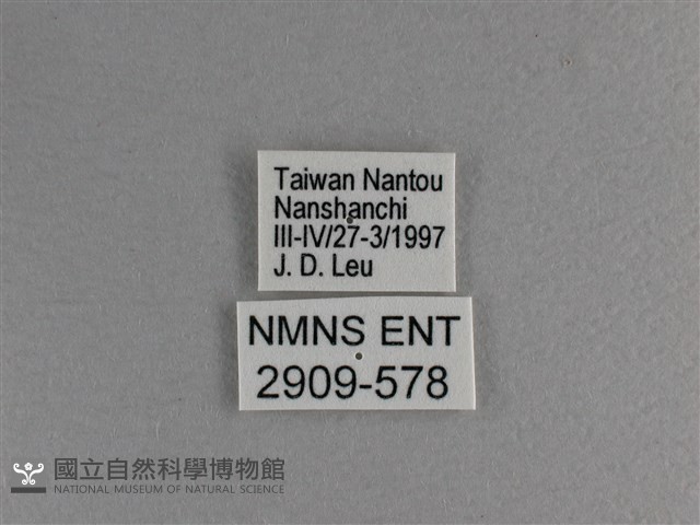 小雙尾蛺蝶藏品圖，第3張
