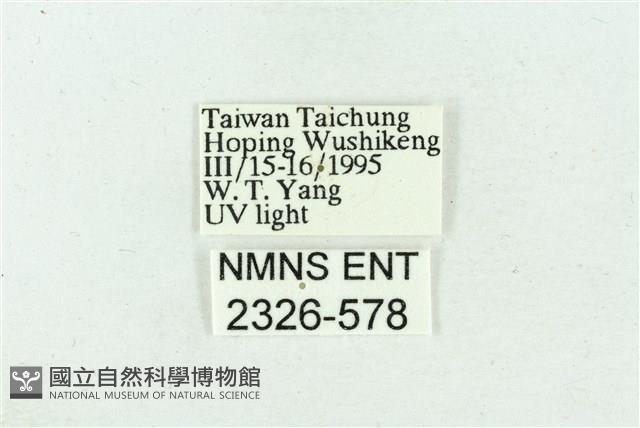 臺雪苔蛾藏品圖，第3張