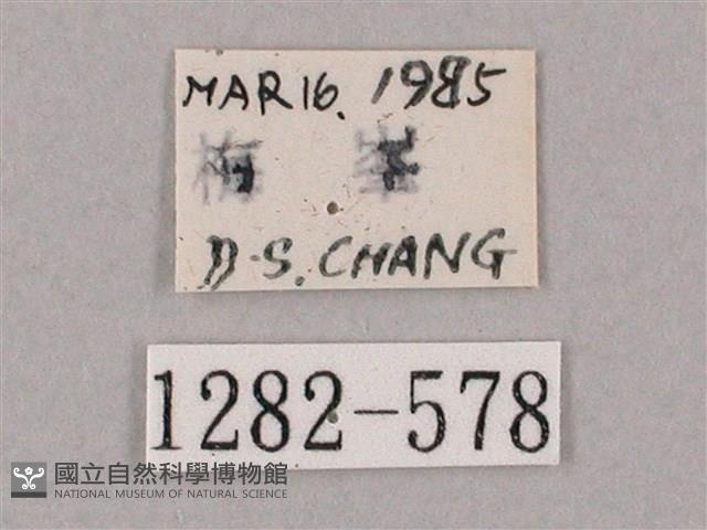 井上氏絨毛天蛾藏品圖，第3張