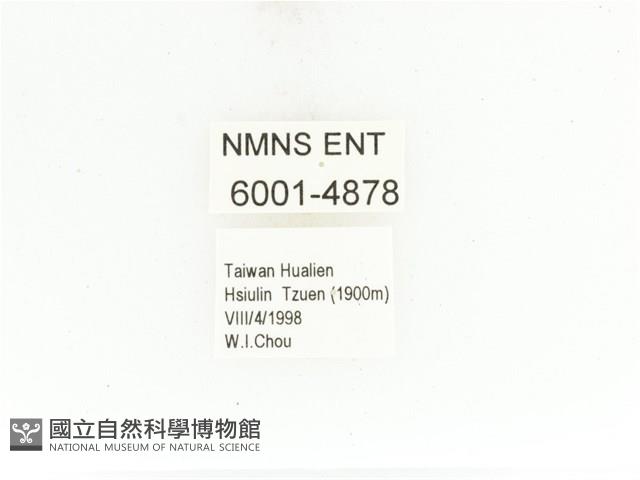 臺灣扇角金龜藏品圖，第2張