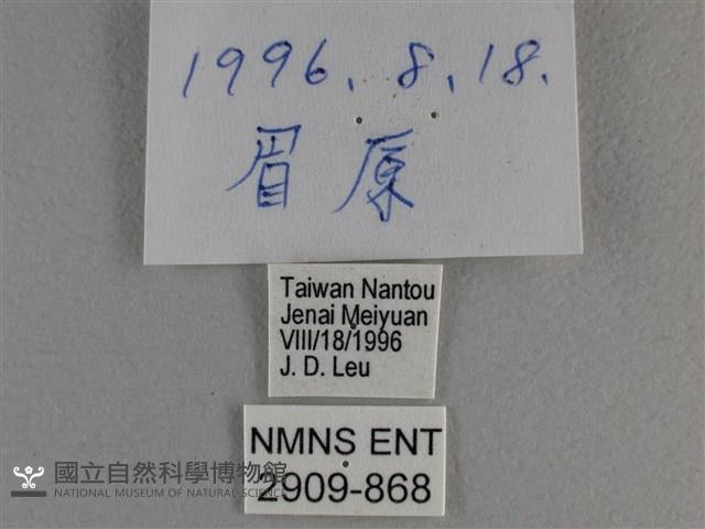 竹橙斑弄蝶藏品圖，第3張