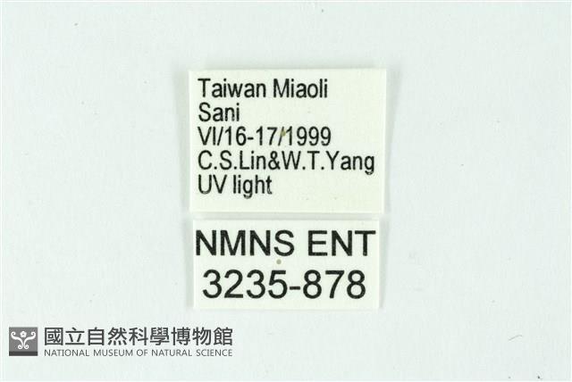 三條橙燈蛾藏品圖，第3張