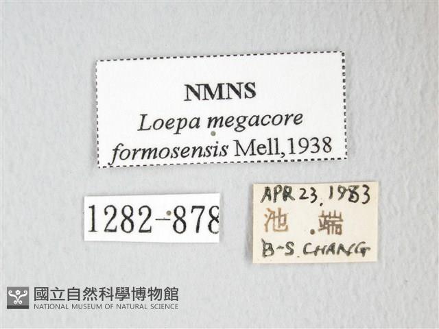 黃豹天蠶蛾藏品圖，第3張