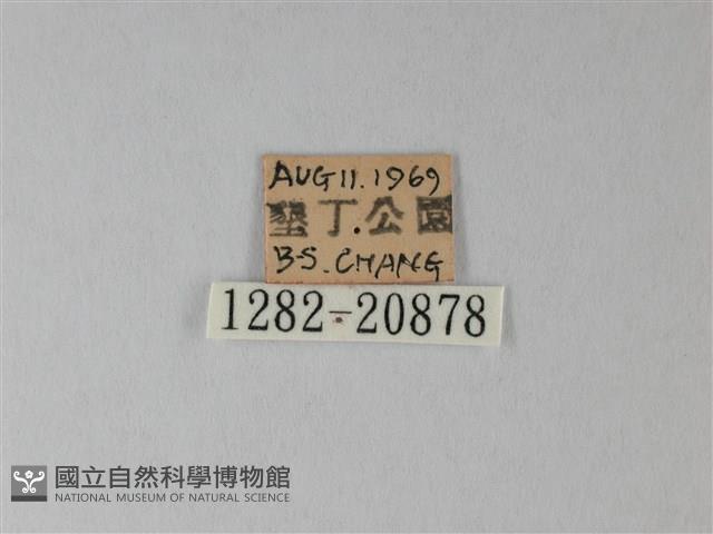 靛色琉灰蝶藏品圖，第3張