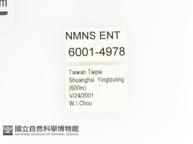 綠艷金龜藏品圖，第2張