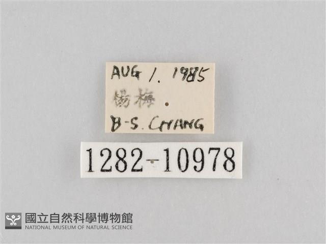 斜紋夜盜蛾藏品圖，第3張