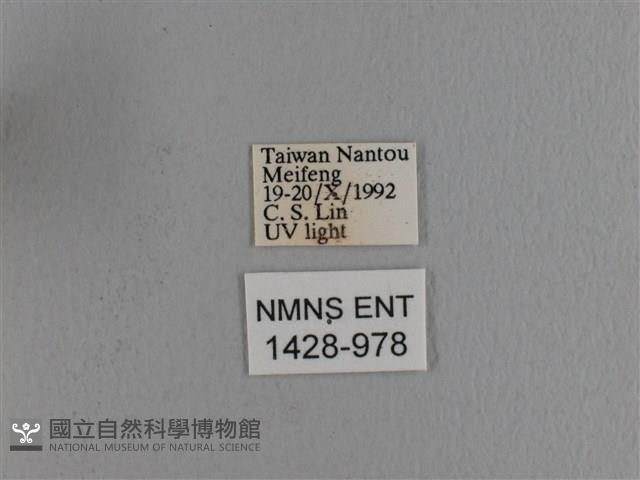 波紋枯葉蛾藏品圖，第3張