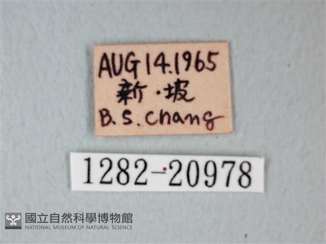 細邊琉灰蝶藏品圖，第3張