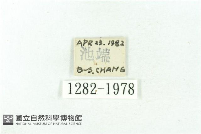 臺雪苔蛾藏品圖，第3張