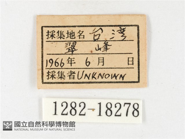 黃裙豔粉蝶藏品圖，第3張