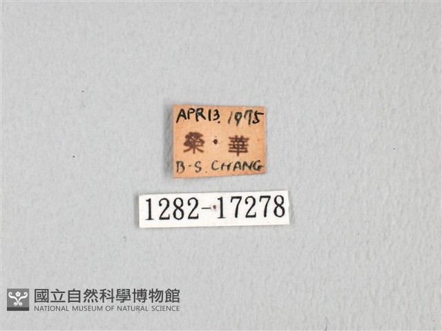 無尾白紋鳳蝶藏品圖，第3張