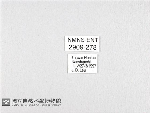 斑鳳蝶藏品圖，第3張