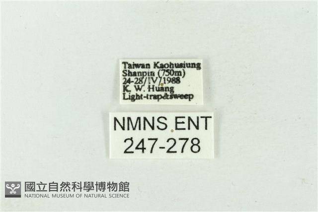 連珠波紋蛾藏品圖，第3張