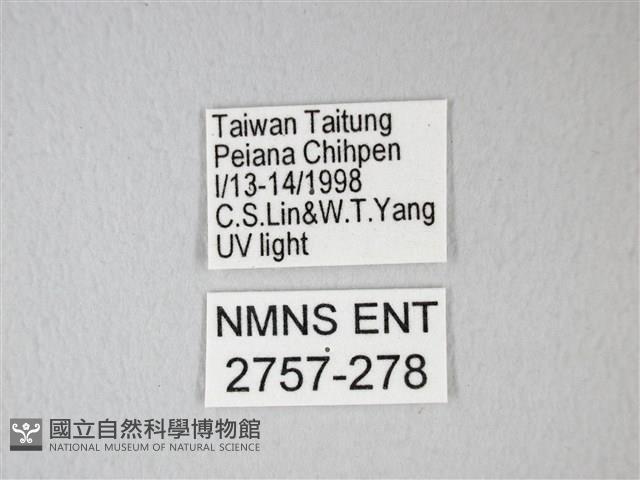 臺灣卵翅蛾藏品圖，第3張