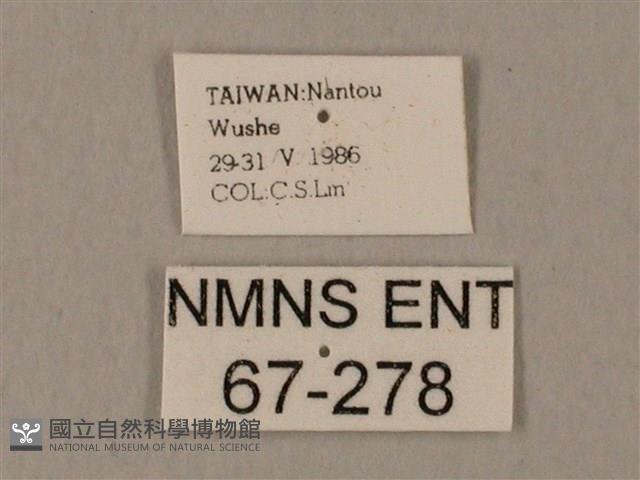 裂斑鷹翅天蛾藏品圖，第3張