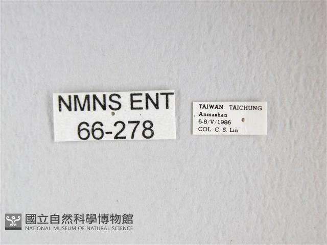 姬長尾水青蛾藏品圖，第3張