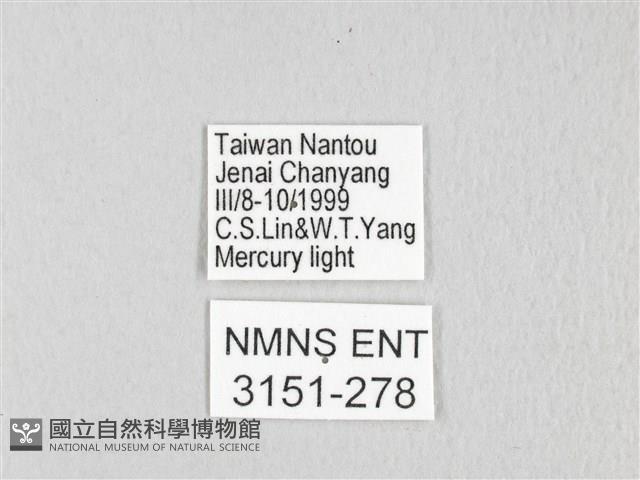 銀肩枯葉蛾藏品圖，第3張