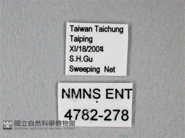 白粉蝶、紋白蝶藏品圖，第3張