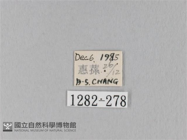 馬尾松枯葉蛾藏品圖，第3張